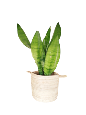 Sansevieria Moonshine: Elegancia Plateada, Mínimo Cuidado y Aire Puro Total ✨