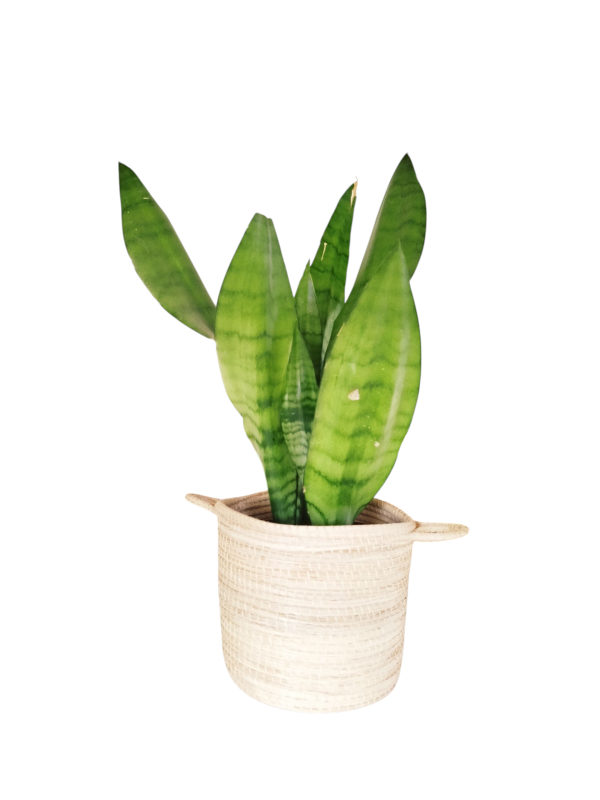 Sansevieria Moonshine: Elegancia Plateada, Mínimo Cuidado y Aire Puro Total ✨