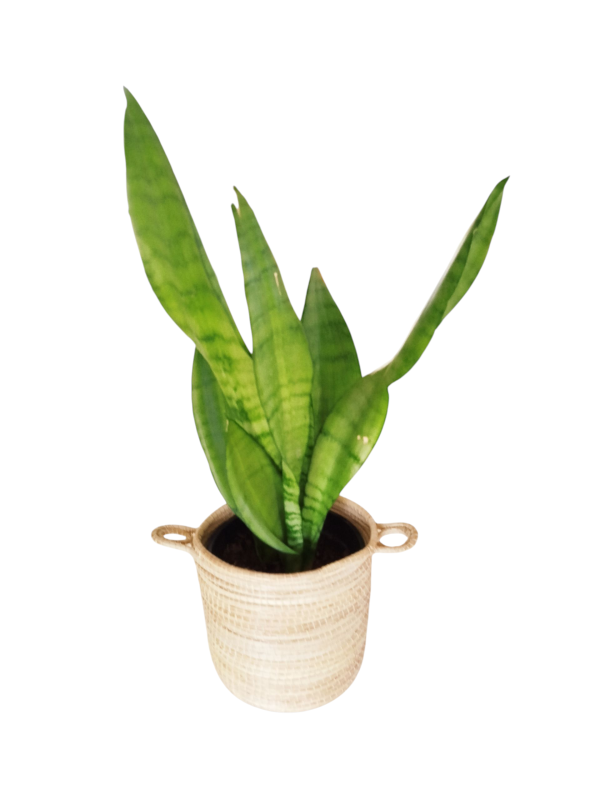 Sansevieria Moonshine: Elegancia Plateada, Mínimo Cuidado y Aire Puro Total ✨ - Image 3