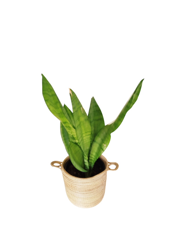 Sansevieria Moonshine: Elegancia Plateada, Mínimo Cuidado y Aire Puro Total ✨ - Image 4