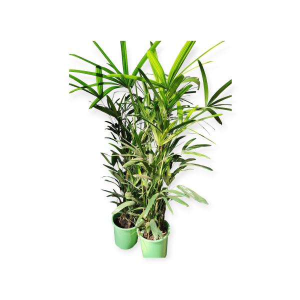 🌴 ¡Transforma tu Espacio con la Elegancia de la Palmera Raphis! 💚 - Image 6