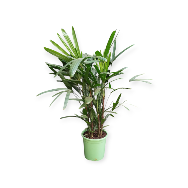 🌴 ¡Transforma tu Espacio con la Elegancia de la Palmera Raphis! 💚 - Image 3
