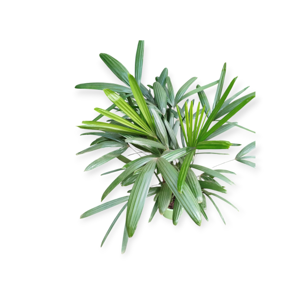 🌴 ¡Transforma tu Espacio con la Elegancia de la Palmera Raphis! 💚 - Image 4