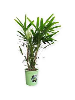 🌴 ¡Transforma tu Espacio con la Elegancia de la Palmera Raphis! 💚