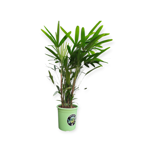 🌴 ¡Transforma tu Espacio con la Elegancia de la Palmera Raphis! 💚