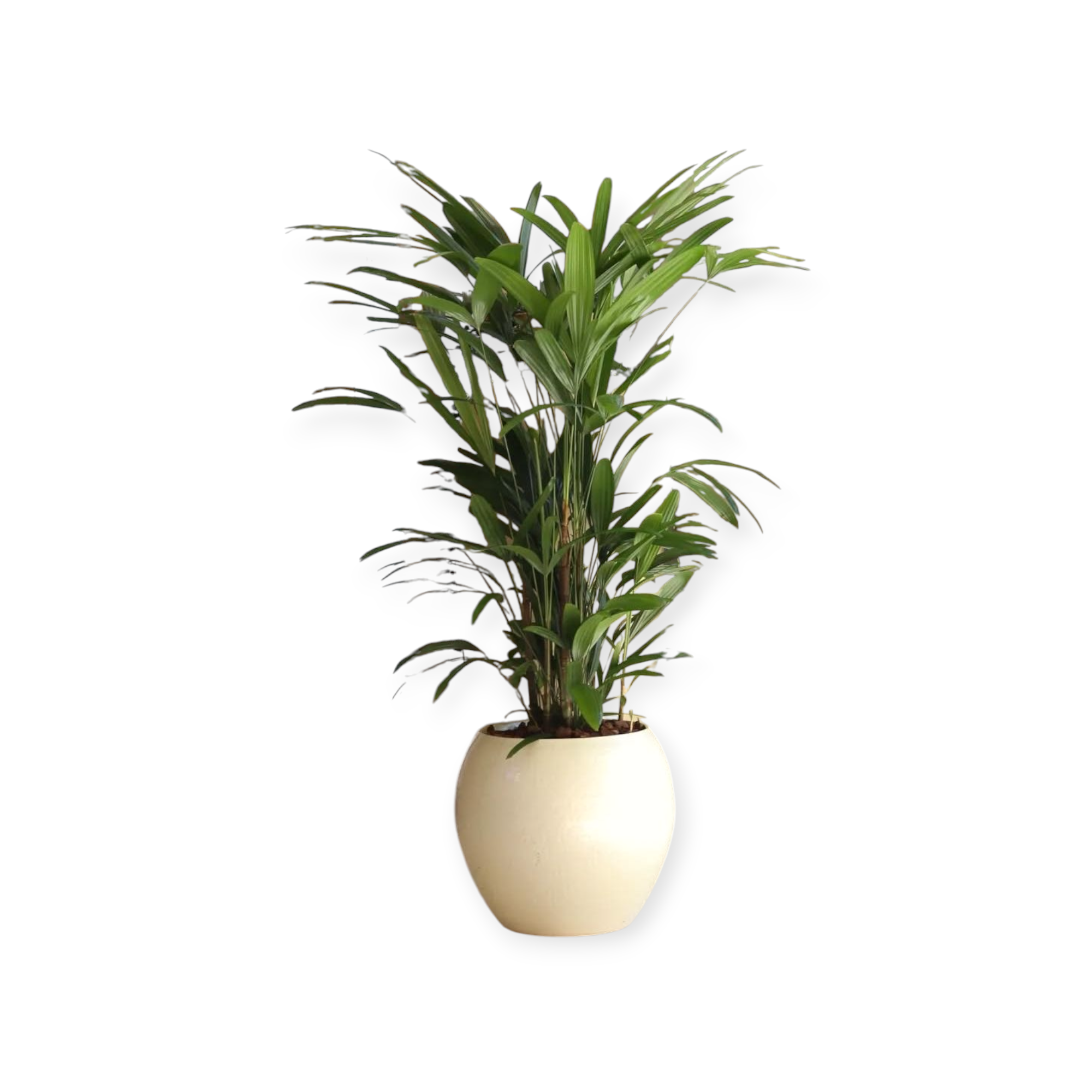 🌴 ¡Transforma tu Espacio con la Elegancia de la Palmera Raphis! 💚 - Image 7