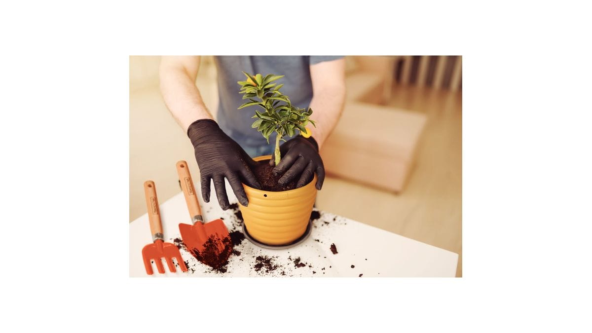 Kit Herramientas para Jardín con Mangos de Madera y Embalaje Plástico 3 pzas. - Image 4