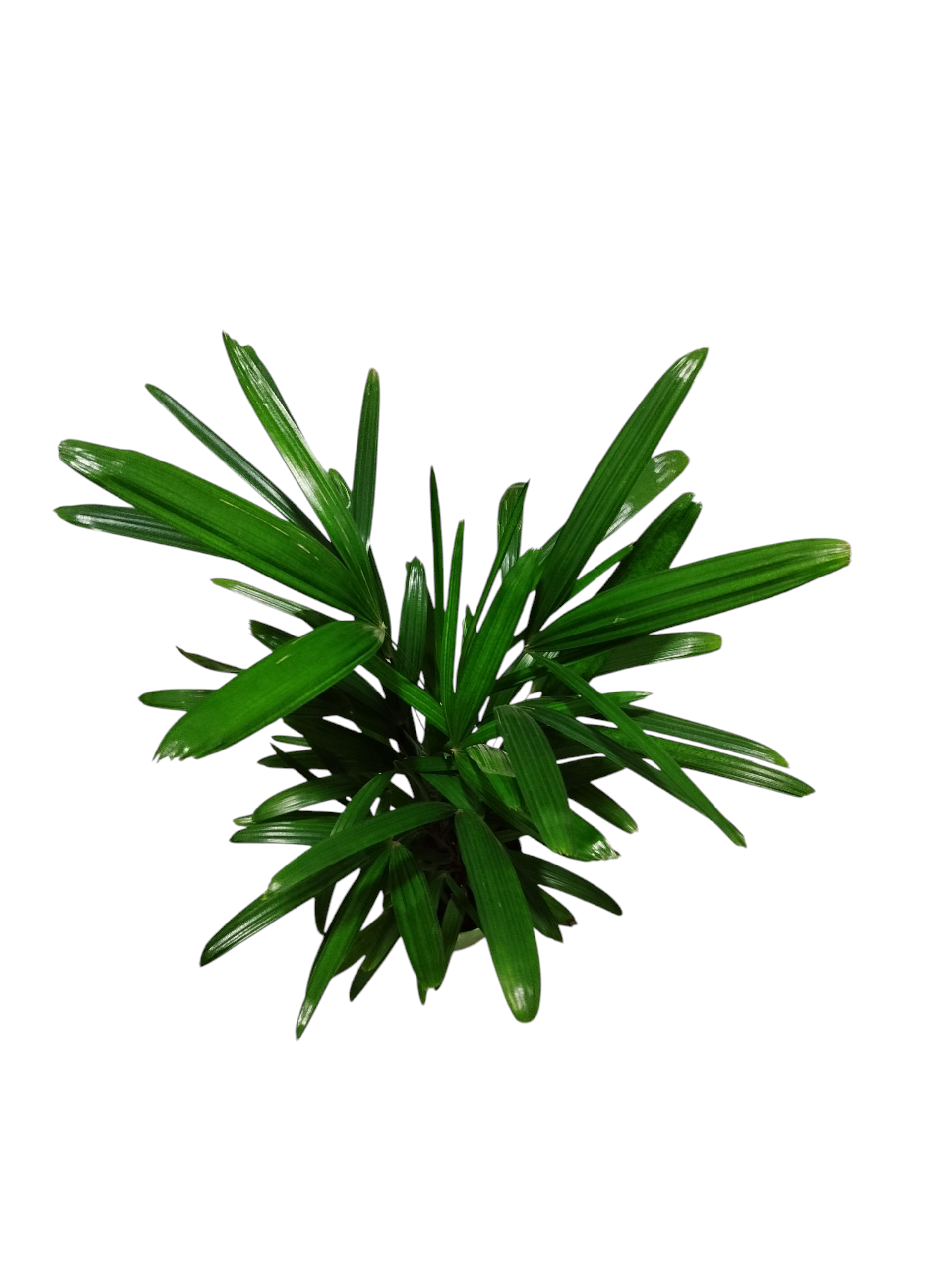 ¡TRANSFORMA TU ESPACIO CON LA ELEGANCIA DE LA PALMERA RAPHIS BABY! 💚 - Image 2