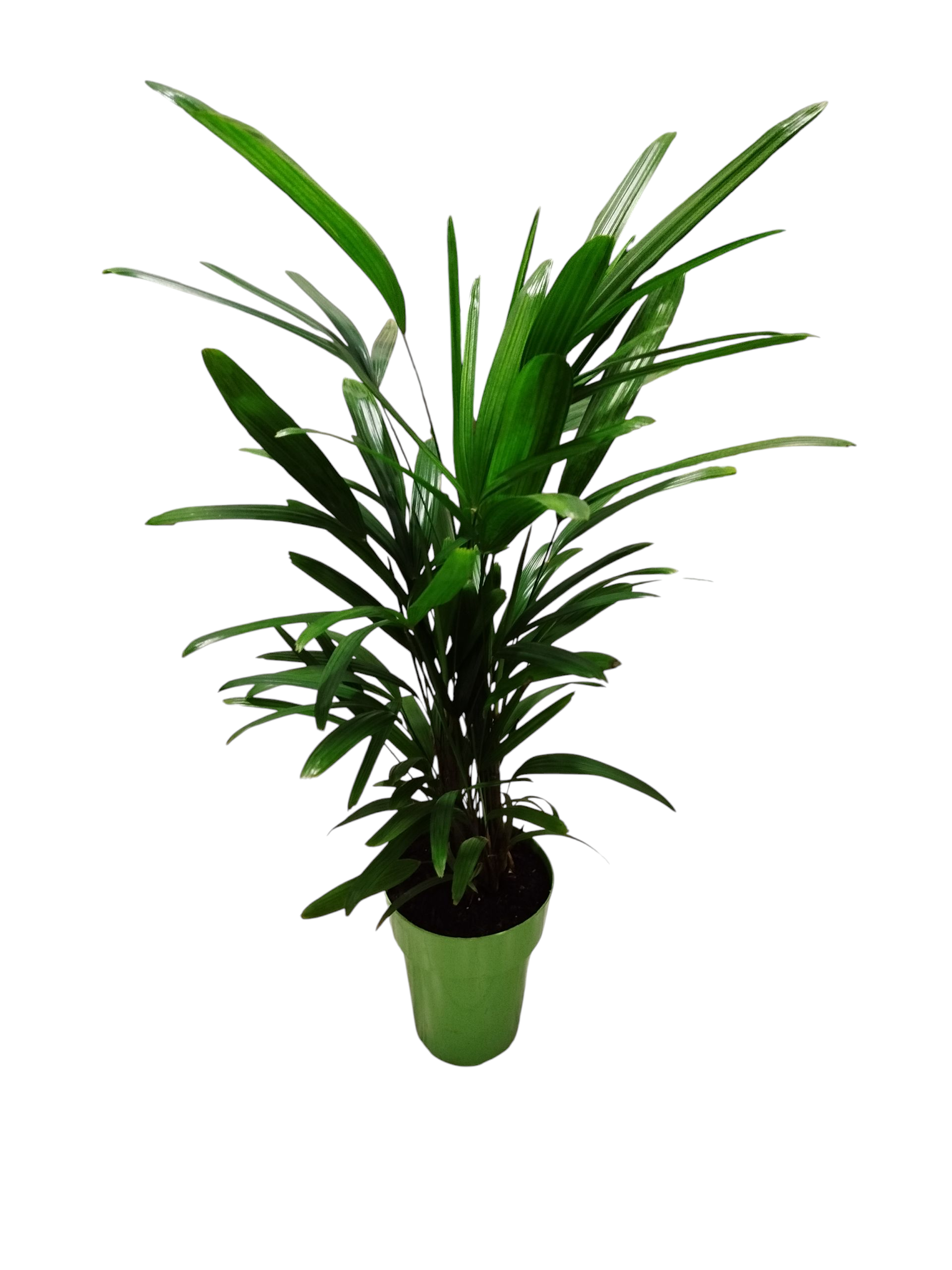 ¡TRANSFORMA TU ESPACIO CON LA ELEGANCIA DE LA PALMERA RAPHIS BABY! 💚