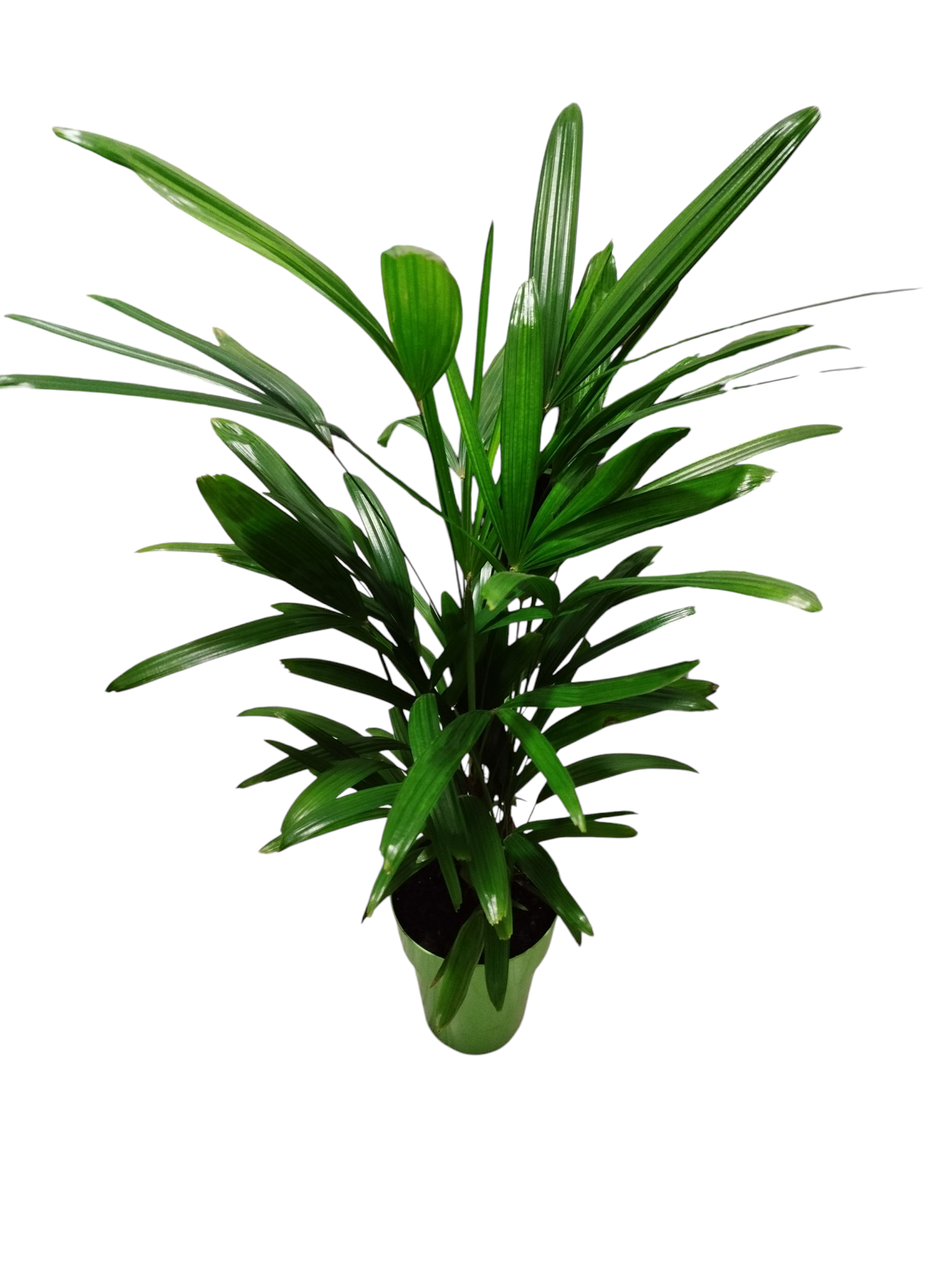 ¡TRANSFORMA TU ESPACIO CON LA ELEGANCIA DE LA PALMERA RAPHIS BABY! 💚 - Image 3