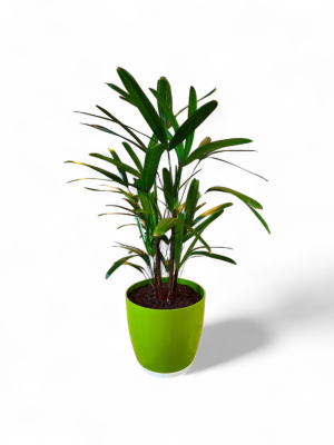 ¡TRANSFORMA TU ESPACIO CON LA ELEGANCIA DE LA PALMERA RAPHIS BABY! 💚