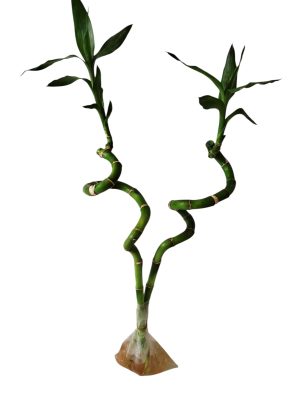 ¡Transforma tu hogar con la energía del Bambú de la suerte! 🎋