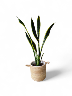 ¡Dale un Toque de Elegancia a tu Hogar con la Sansevieria Trifasciata!