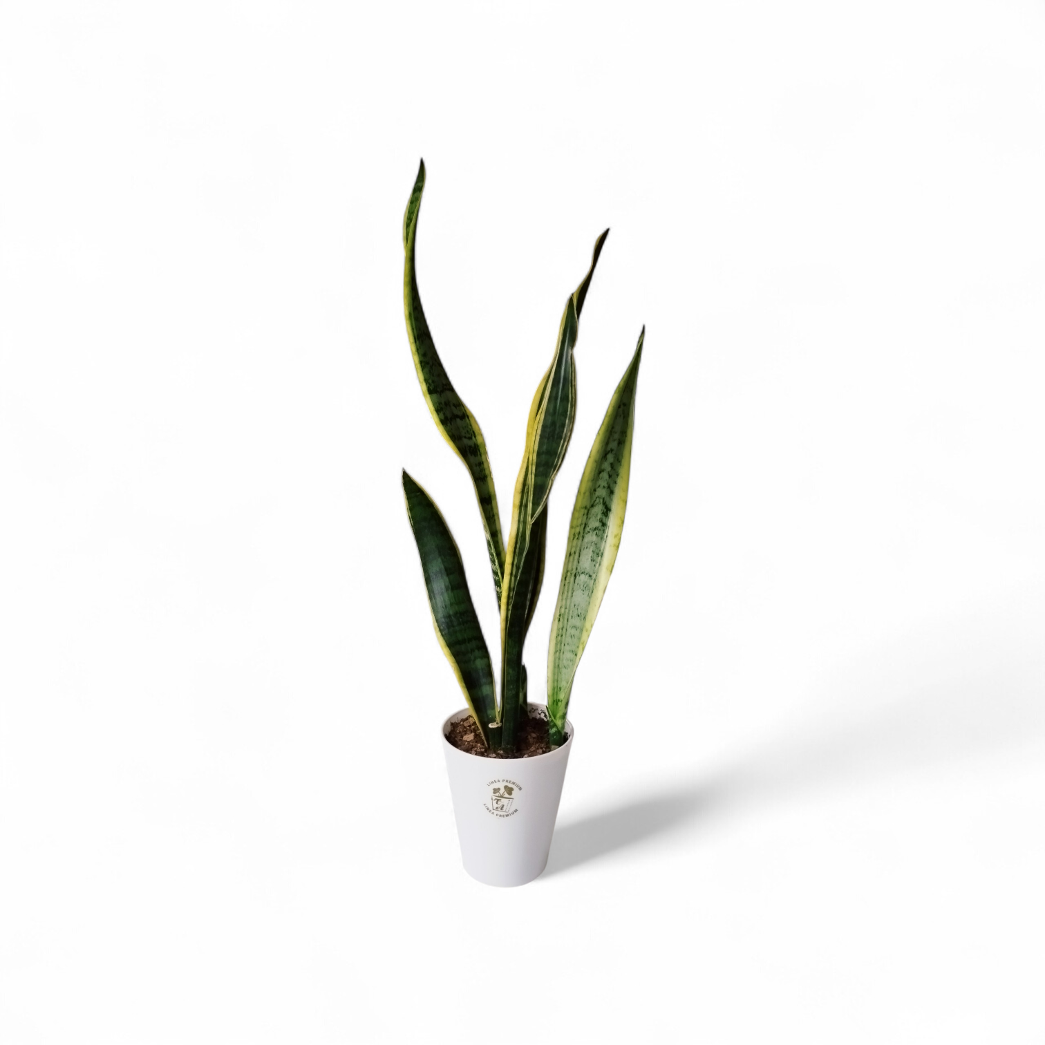 ¡ELEGANCIA EN TU HOGAR CON LA SANSEVIERIA TRIFASCIATA! COMBO CHICO - Image 4
