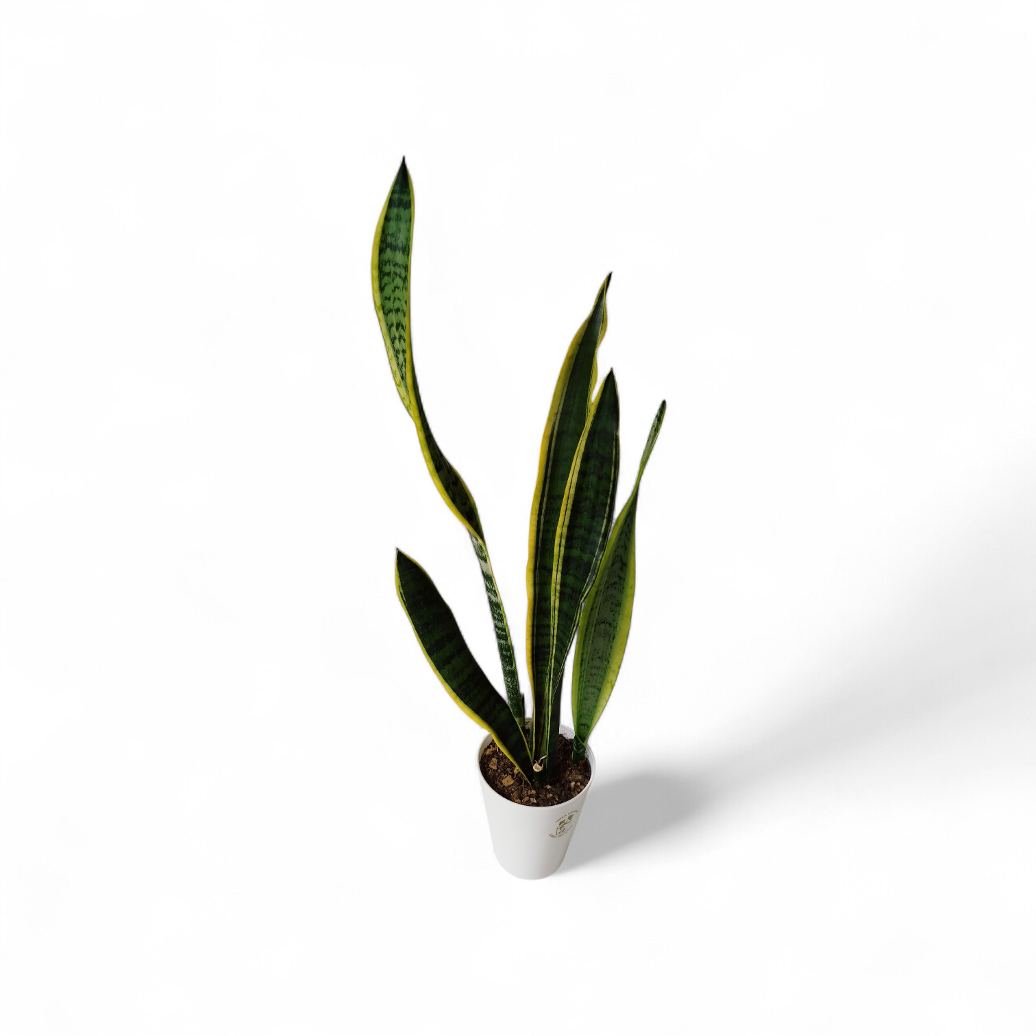 ¡ELEGANCIA EN TU HOGAR CON LA SANSEVIERIA TRIFASCIATA! COMBO CHICO - Image 2