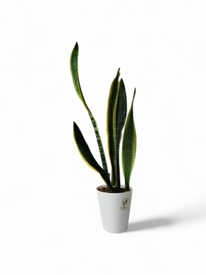 ¡ELEGANCIA EN TU HOGAR CON LA SANSEVIERIA TRIFASCIATA! COMBO CHICO