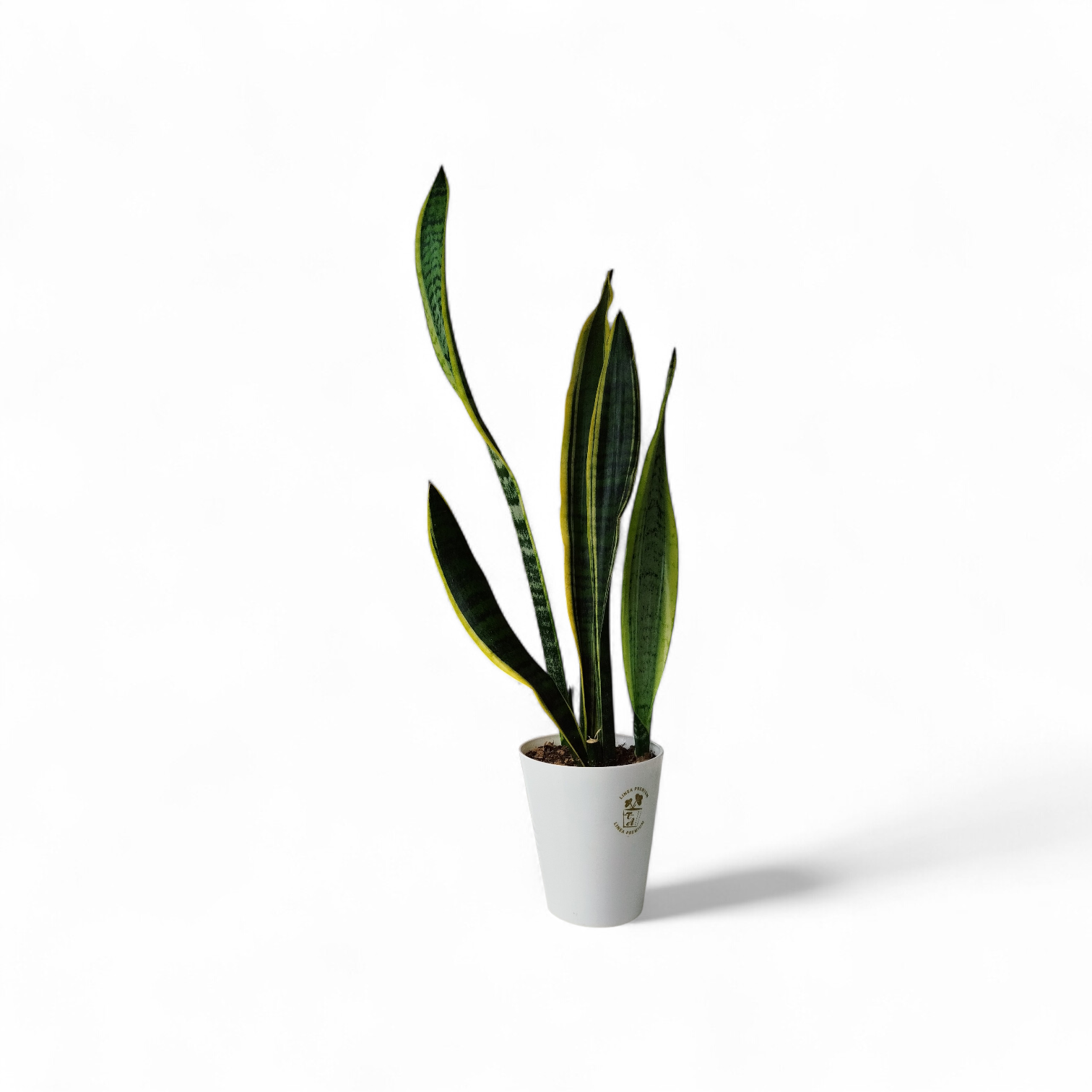 ¡ELEGANCIA EN TU HOGAR CON LA SANSEVIERIA TRIFASCIATA! COMBO CHICO
