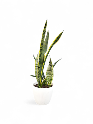 "Sansevieria Trifasciata: El clásico eterno en diseño contemporáneo." 🏺✨