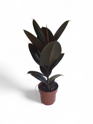 FICUS ELÁSTICA BABY: ELEGANCIA Y PURIFICACIÓN EN TUS ESPACIOS 🌿✨