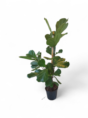 FICUS LYRATA MEDIUM: ESTRUCTURA RAMIFICADA Y DISEÑO ESCULTURAL 🌿🎻