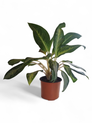 ¡Tu Toque Tropical en Casa: Aglaonema Golden Bay S para un Oasis de Frescura! 🏡✨