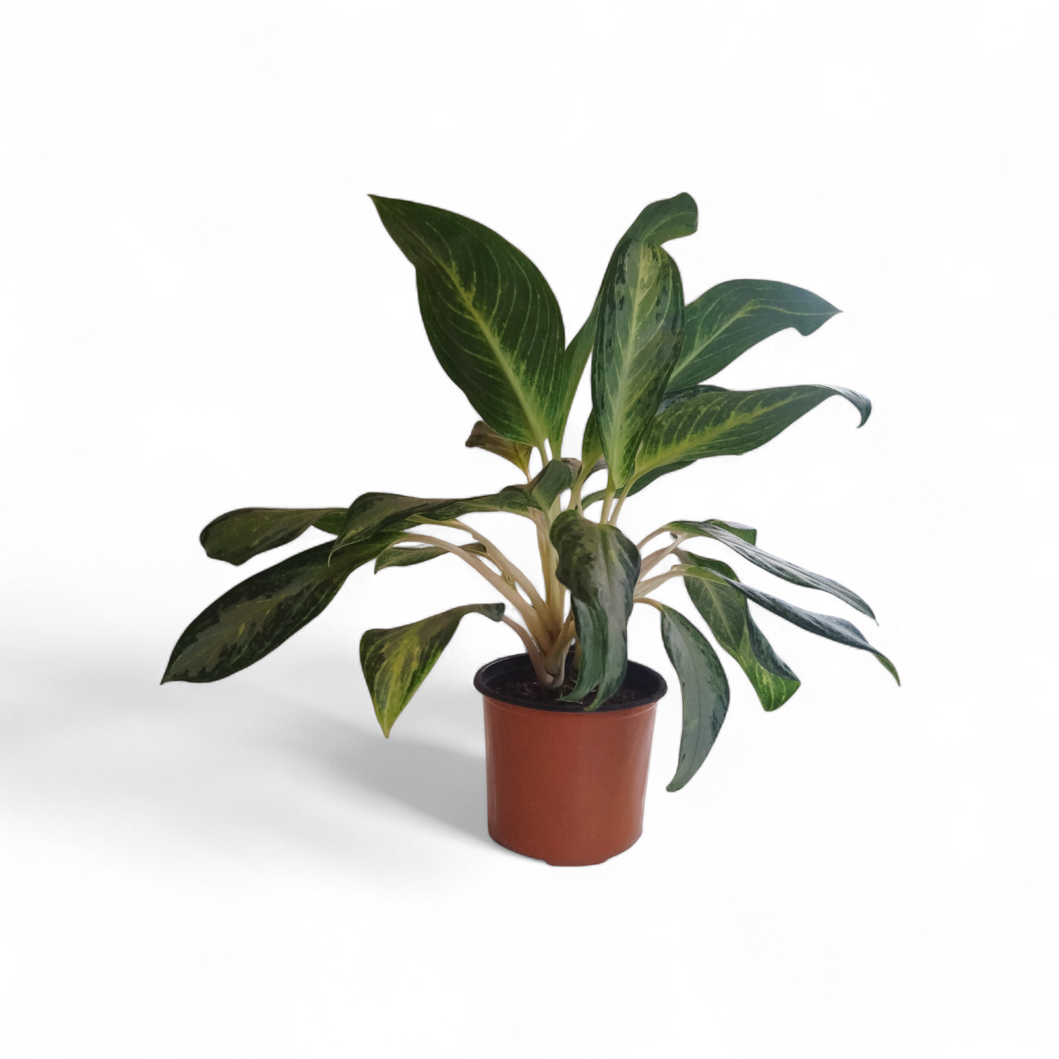 ¡Tu Toque Tropical en Casa: Aglaonema Golden Bay S para un Oasis de Frescura! 🏡✨
