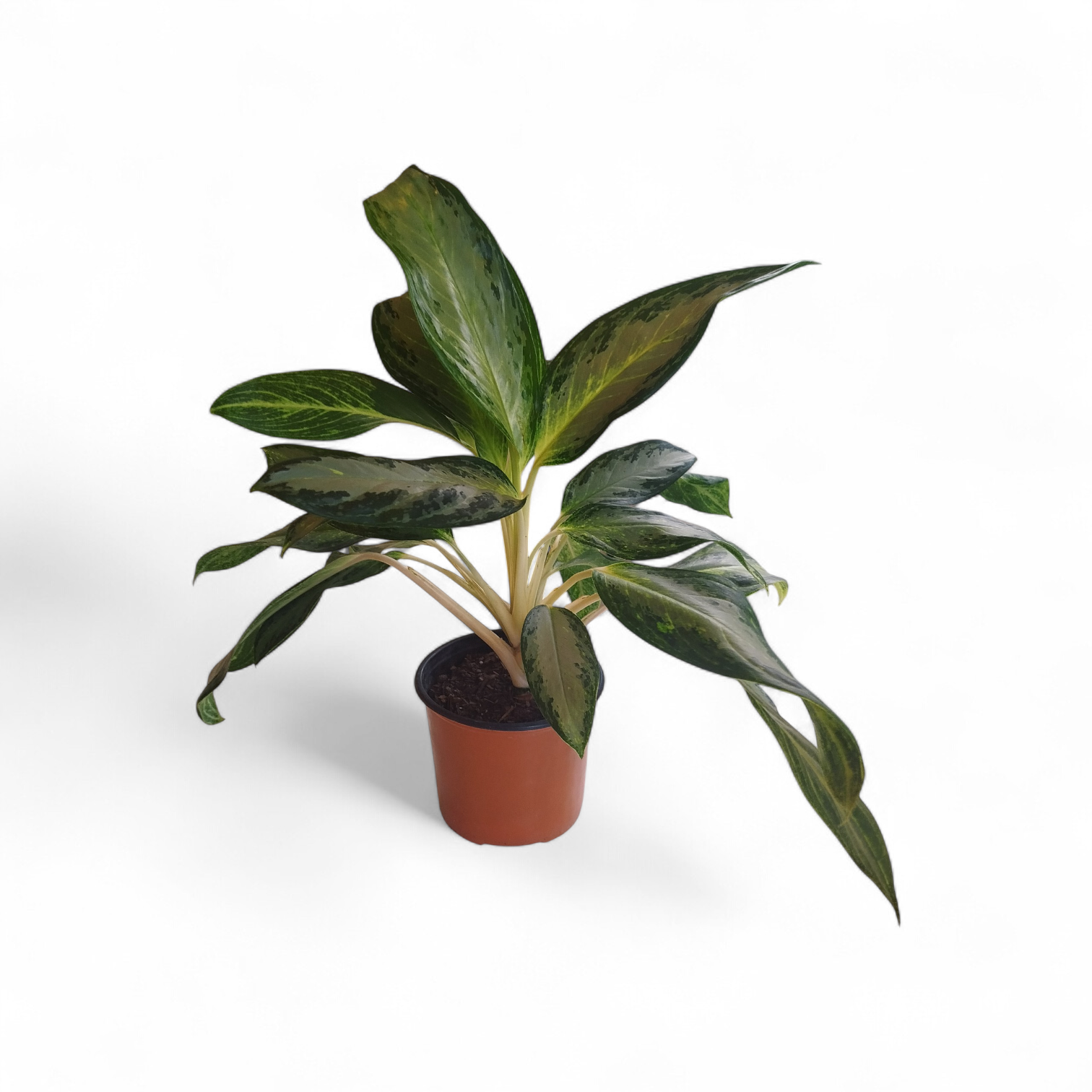 ¡Tu Toque Tropical en Casa: Aglaonema Golden Bay S para un Oasis de Frescura! 🏡✨ - Image 2