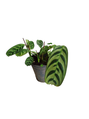 ✨ Ctenanthe Setosa: ¡Elegancia y movimiento para tu jungla urbana! 🌿🏠