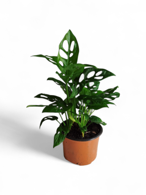 🌿 Monstera Adansonii S: Diseño natural y aire puro 🍃
