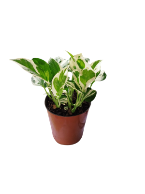 ✨ Potus N'Joy: Pinceladas de luz en tu hogar 🌿🎨