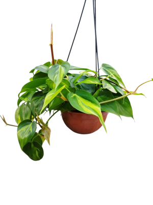 Philodendron Brasil: Energía Tropical y Colores Vibrantes en tu Hogar ✨🏠