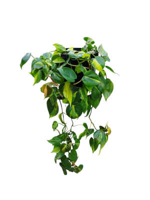 ¡DESCUBRE EL ENCANTO DEL PHILODENDRO BRASIL "L"! En maceta negra