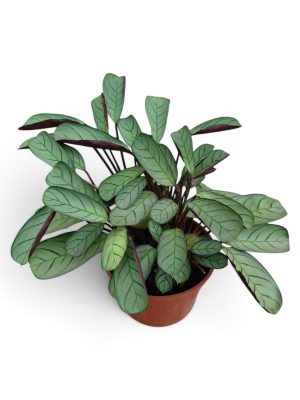 CTENANTHE SETOSA M: ¡ELEGANCIA Y MOVIMIENTO PARA TU JUNGLA URBANA! 🌿🏠