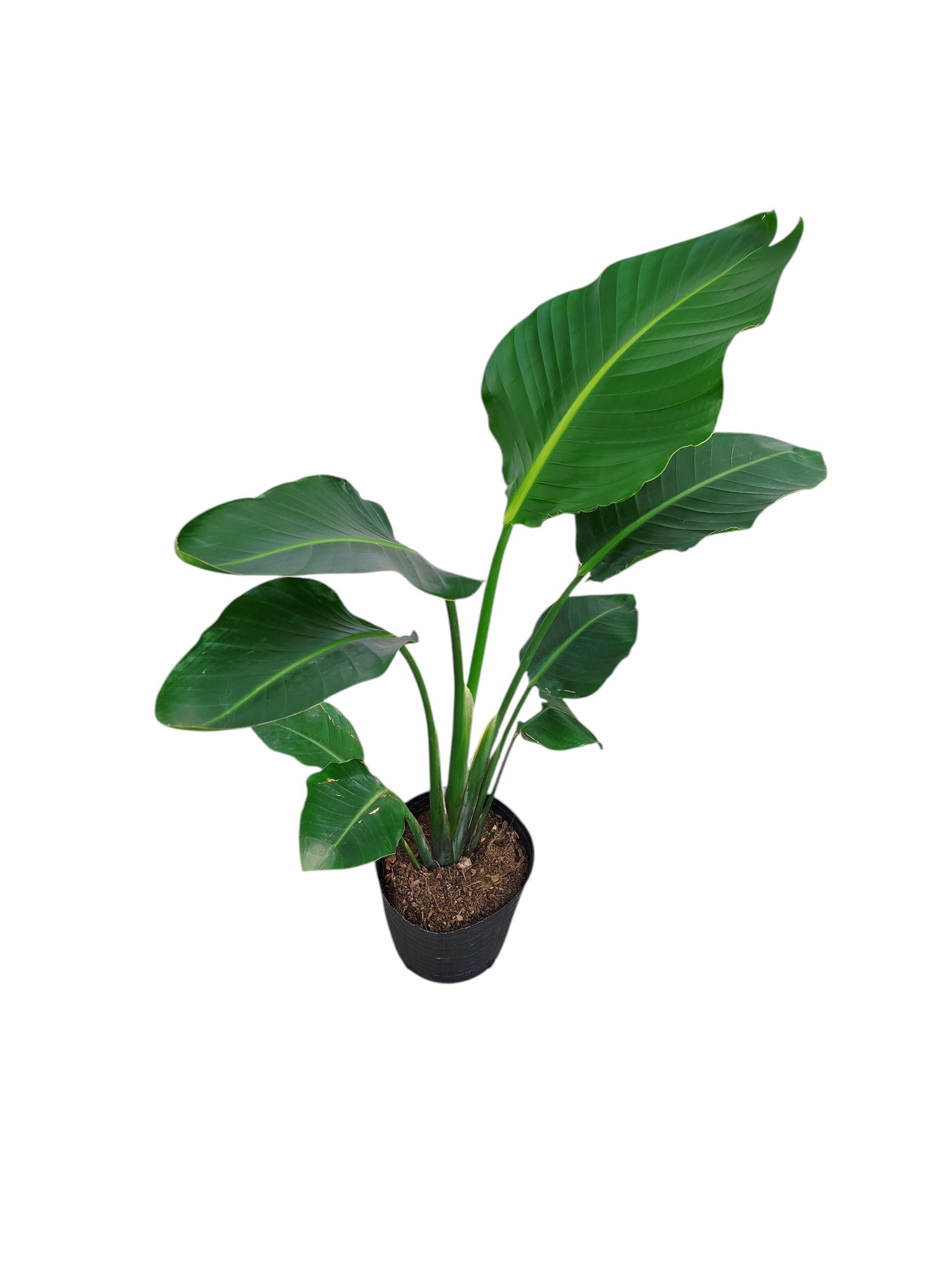 STRELITZIA NICOLAI: BELLEZA Y SALUD - Image 2