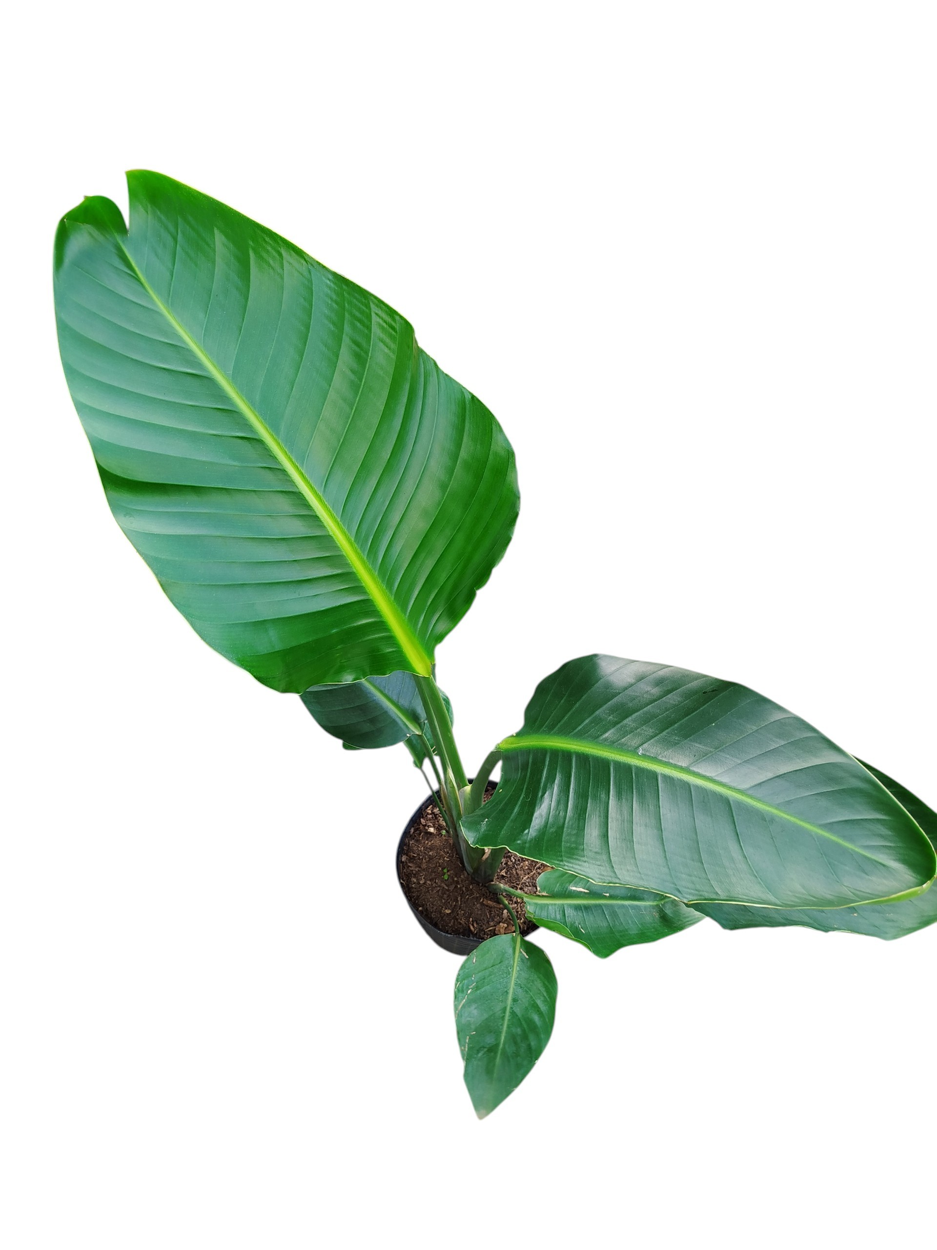 STRELITZIA NICOLAI: BELLEZA Y SALUD - Image 3