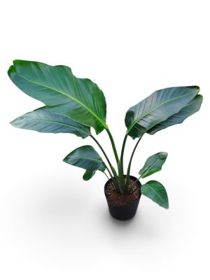 STRELITZIA NICOLAI: BELLEZA Y SALUD