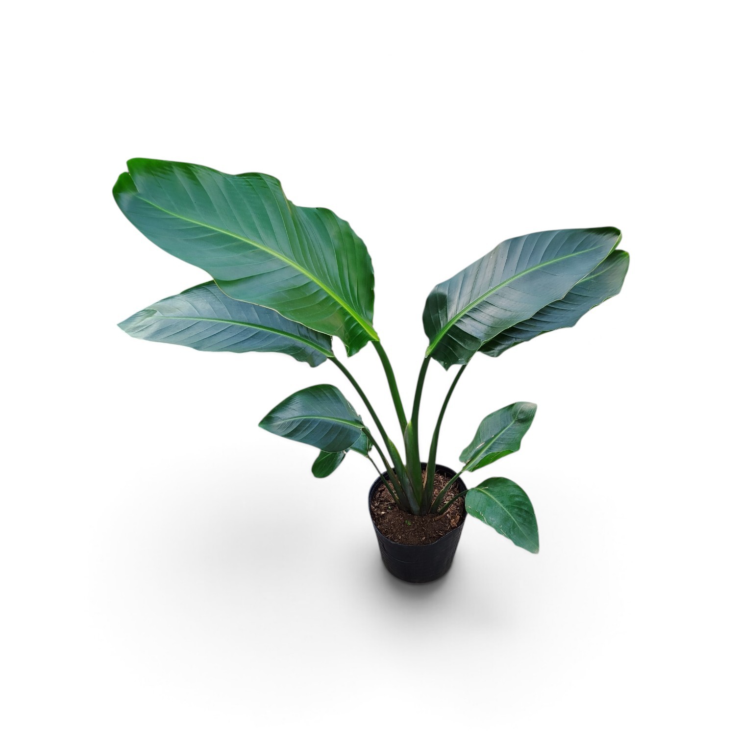 STRELITZIA NICOLAI: BELLEZA Y SALUD