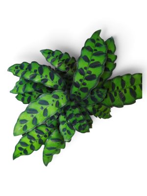 🌿✨ ¡LA JOYA TROPICAL PARA TU HOGAR! Calathea Insignis (Planta Cascabel) Pet Friendly 🐾🎨