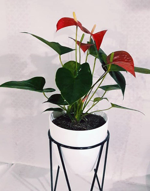 Anthurium "planta madre" Rosario
